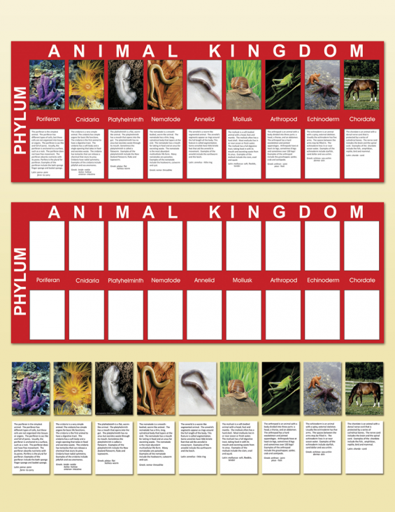 Animal Kingdom Charts | Montessori Research & Development