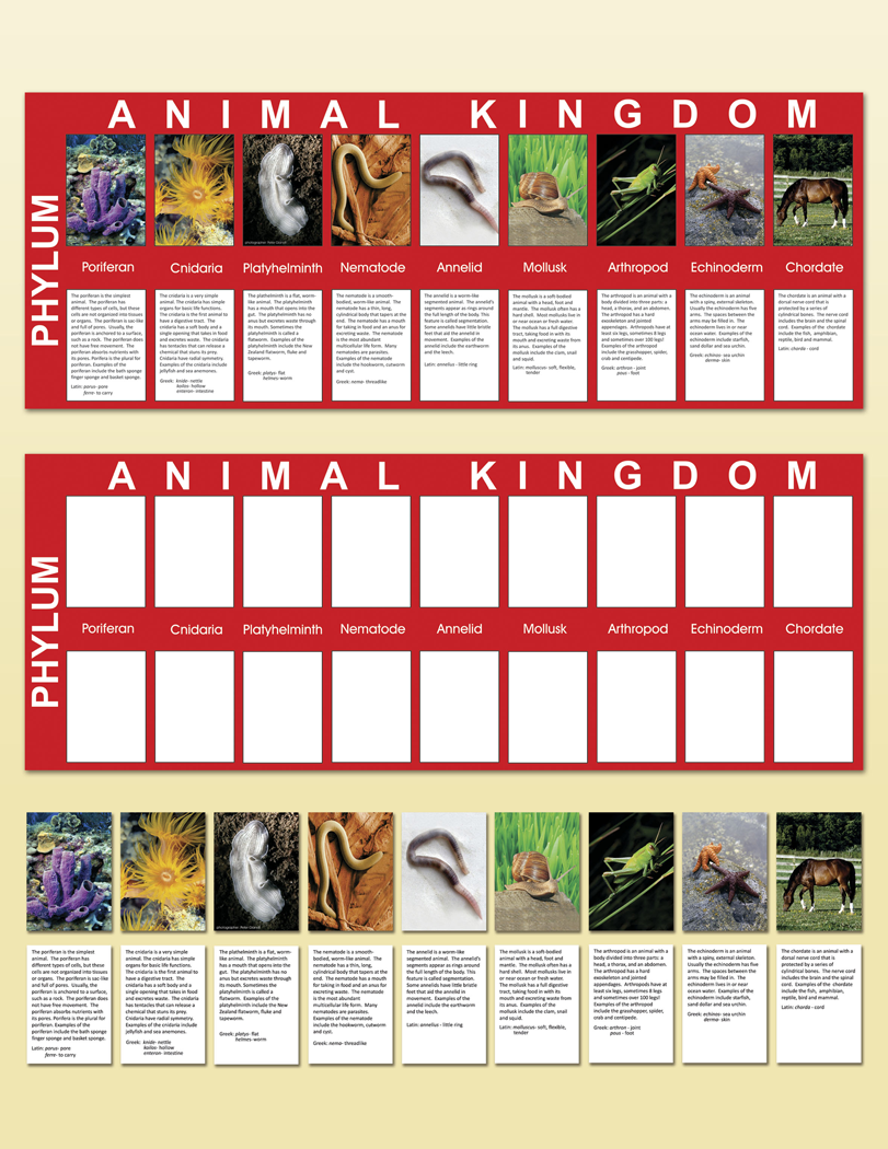 Animal Kingdom Charts | Montessori Research & Development